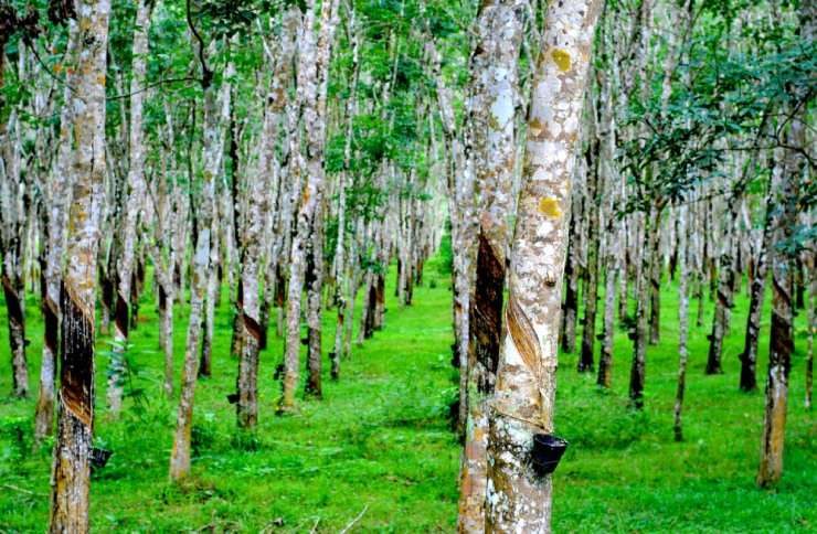 khung giá đền bù đất đai